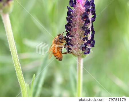 Bee sucking nectar from lavender flowers Bee sucking nectar from lavender flowers 79781179