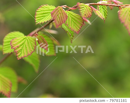 Fresh green corylopsis spicy Fresh green corylopsis spicy 79781181
