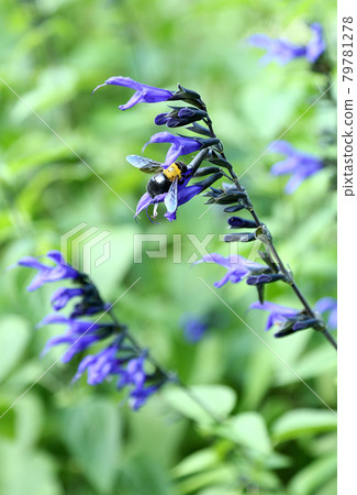 Salvia Garanichika and Carpenter Bee Salvia Garanichika and Carpenter Bee 79781278