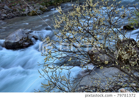 Pussy willow and running water Pussy willow and running water 79781372