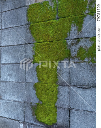 During the rainy season, moss grows on the outer wall (block wall) 79781509
