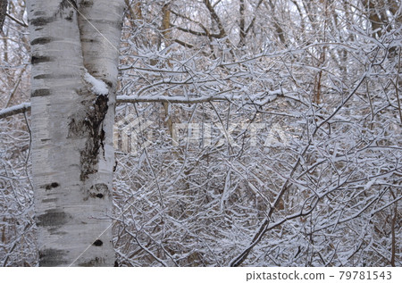 余雪 余雪 79781543