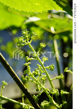 Aralia elata buds 79781624