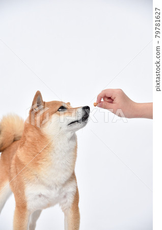 Shiba Inu (Mameshiba) receiving snacks and rice from the owner 79781627