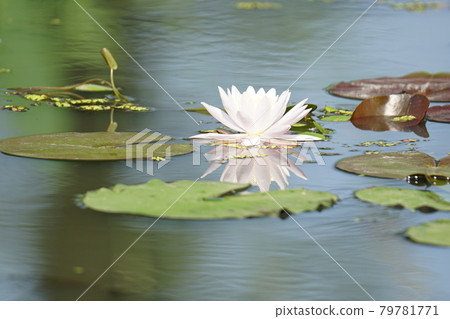 宮南地、蓮花、鞦韆、鳥類、植物 79781771