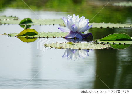 Palace, lotus, swing, birds, plants 79781779