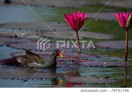 Palace, lotus, swing, birds, plants 79781786