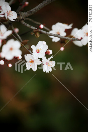 Benibasmomo flowers Benibasmomo flowers 79781835