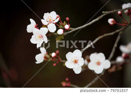 Benibasmomo flowers Benibasmomo flowers 79781837