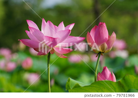 Palace, Buyeo-gun, Chungcheongnam-do, lotus, algae Palace, Buyeo-gun, Chungcheongnam-do, lotus, algae 79781966