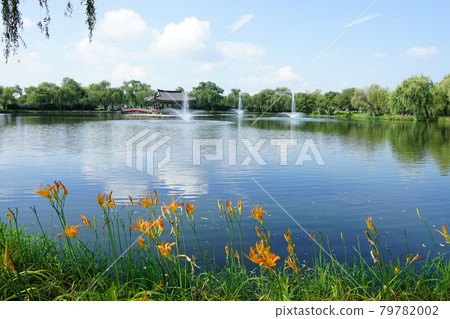 Palace, Buyeo-gun, Chungcheongnam-do, lotus, algae 79782002