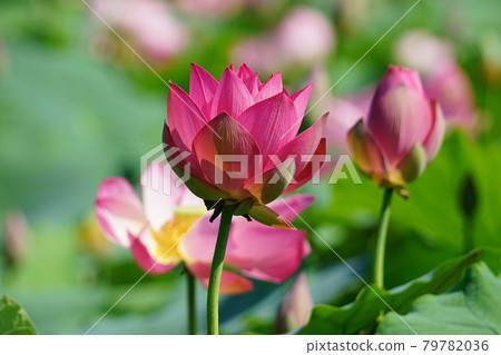 Palace, Buyeo-gun, Chungcheongnam-do, lotus, algae 79782036