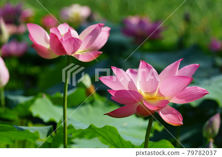 Palace, Buyeo-gun, Chungcheongnam-do, lotus, algae 79782037