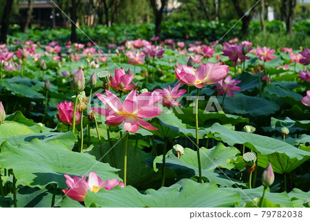 Palace, Buyeo-gun, Chungcheongnam-do, lotus, algae 79782038