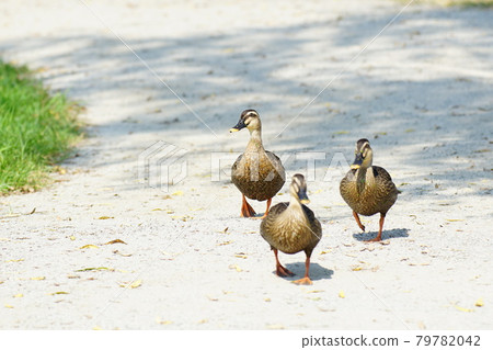 忠清南道扶餘郡Gungnamji、蓮花、鳥 忠清南道扶餘郡Gungnamji、蓮花、鳥 79782042
