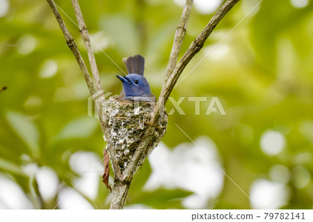 一隻小鳥坐在鳥窩裡。 79782141