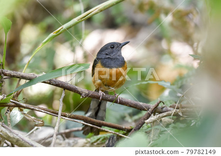 一艘名叫長尾友惠的船停在樹枝上。 79782149