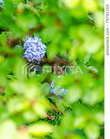 Scenery during the rainy season Beautiful hydrangea Scenery during the rainy season Beautiful hydrangea 79782169