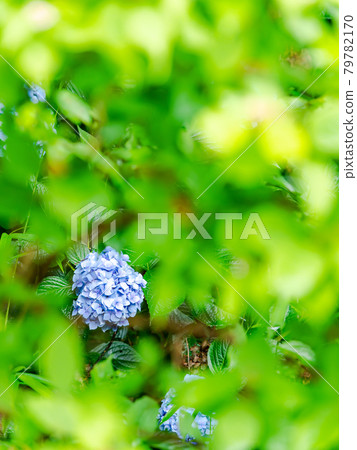 Scenery during the rainy season Beautiful hydrangea Scenery during the rainy season Beautiful hydrangea 79782170