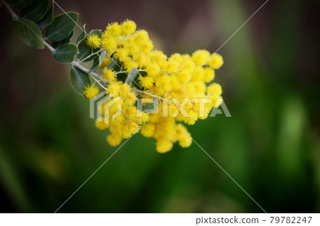 Pearl Acacia 79782247