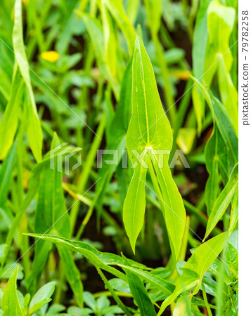 有趣形狀的葵葉 有趣形狀的葵葉 79782258