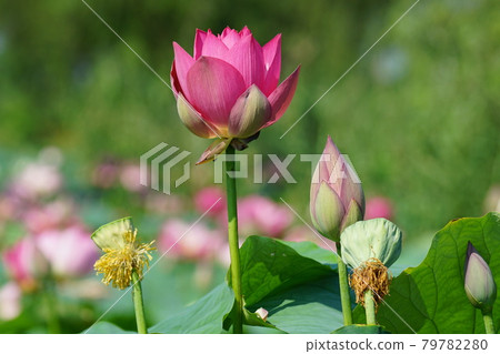 忠清南道、扶餘郡、剛南地、導演 79782280