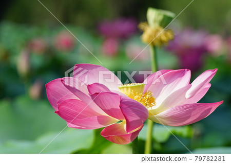 忠清南道、扶餘郡、剛南地、導演 79782281