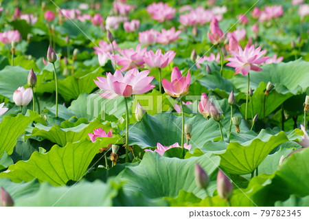 Chungnam. Buyeo-gun. Gungnamji. Production Chungnam. Buyeo-gun. Gungnamji. Production 79782345