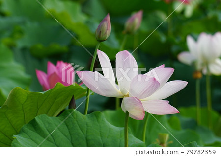 Chungnam. Buyeo-gun. Gungnamji. Production 79782359