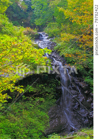 柳瀑布 柳瀑布 79782422