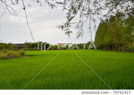 一棵綠樹，有著自然的樣子。 79782427