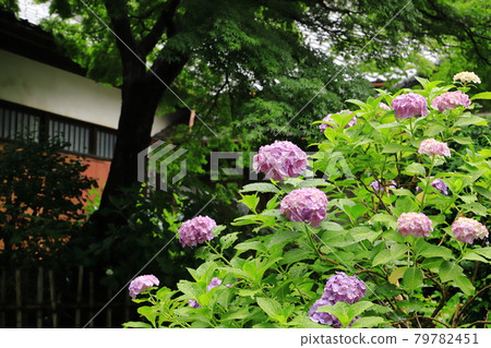 橫濱市光善寺盛開的繡球花 79782451