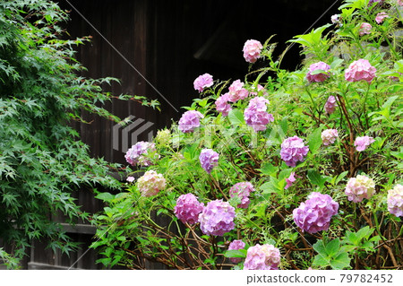 橫濱市光善寺盛開的繡球花 橫濱市光善寺盛開的繡球花 79782452
