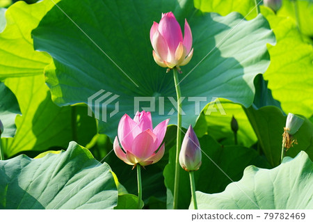 Palace. Baekje. Chungnam. Lotus. Aquatic plants Palace. Baekje. Chungnam. Lotus. Aquatic plants 79782469