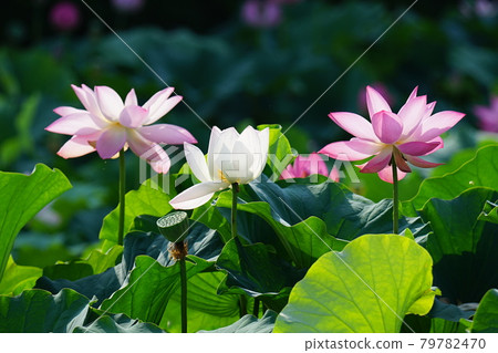 Palace. Baekje. Chungnam. Lotus. Aquatic plants Palace. Baekje. Chungnam. Lotus. Aquatic plants 79782470