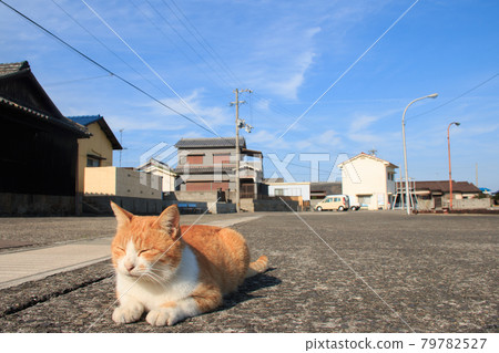Cat on the island of the Seto Inland Sea [Sanagi Island] 79782527