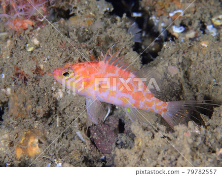 Nishi Hanadai Nishi Hanadai 79782557