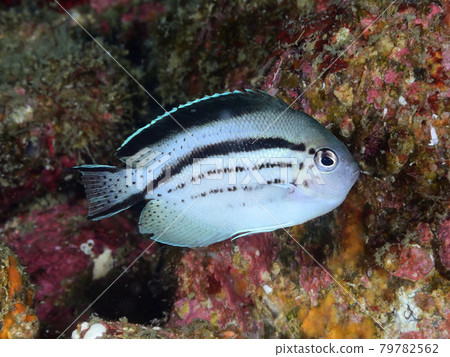 Tatejima yakko larva 79782562