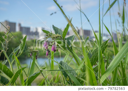 Riverside flowers 79782563