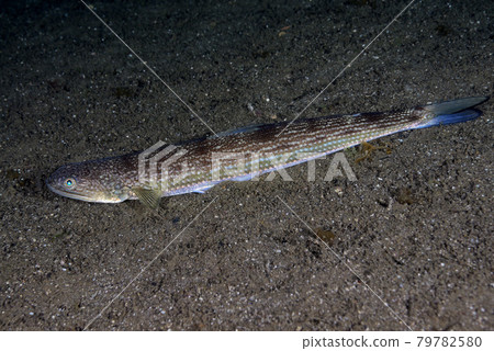 Lizard Lizard 79782580