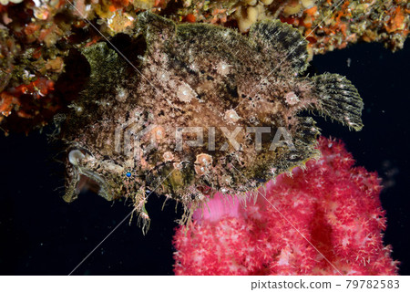 Saw Frog Angler 79782583