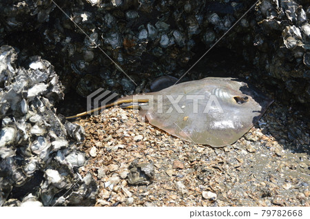 乾黃貂魚（多摩川河口/東京都大田區） 79782668