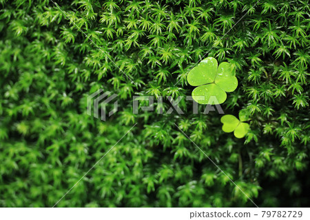 Seita Kasugi moss and trefoil leaves 79782729