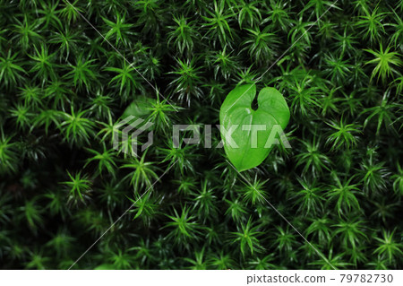Seita Kasugi moss and heart leaves 79782730