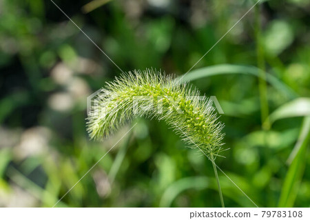 狗尾草 狗尾草 79783108