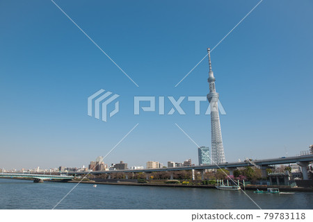 晴朗的天空樹天空樹 79783118