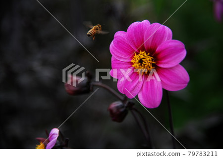 Bees in search of honey Bees in search of honey 79783211