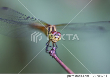 Red dragonfly during break Red dragonfly Perch dragonfly 79783231