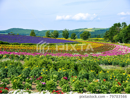 Flower Garden 79783566