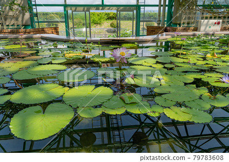 滋賀縣草津市水生植物園水之森溫室荷花浮在荷花池中 79783608